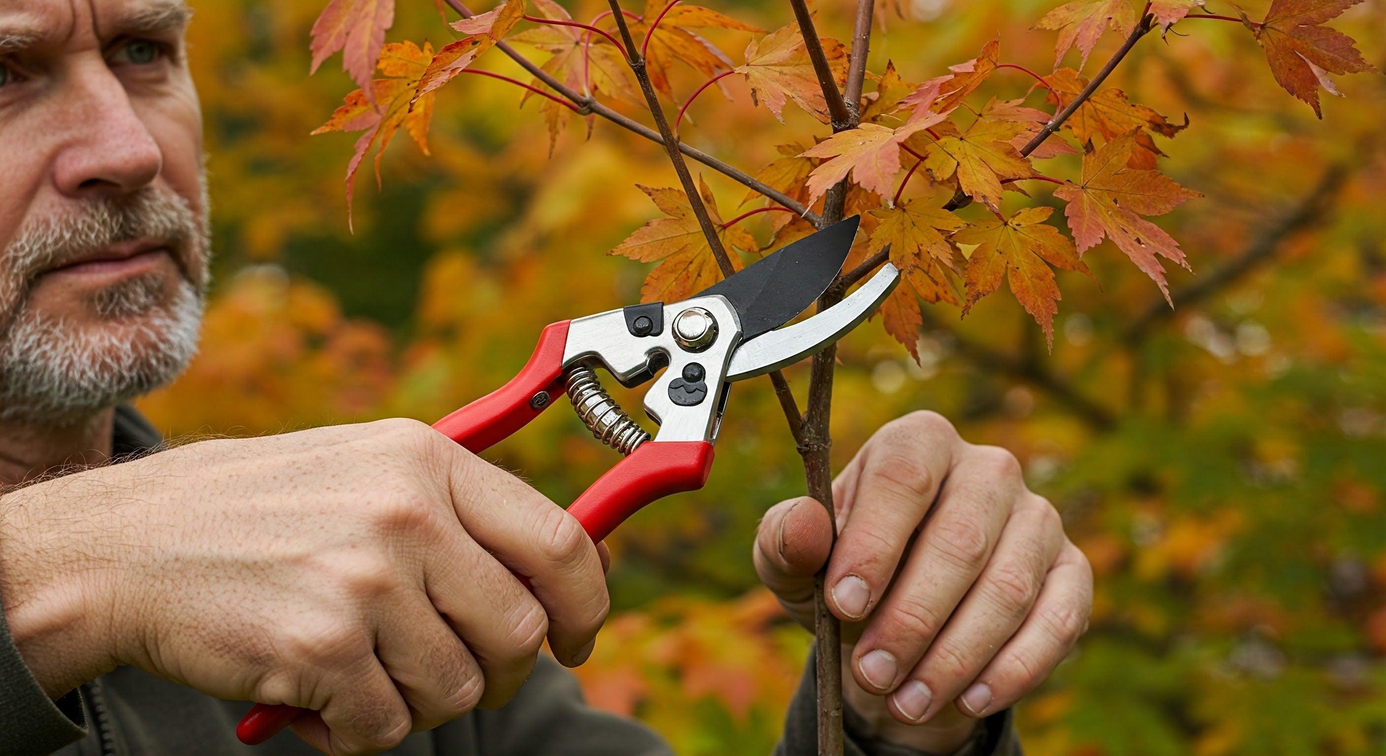 Key Steps to Keep Your Fruit Trees Healthy This March